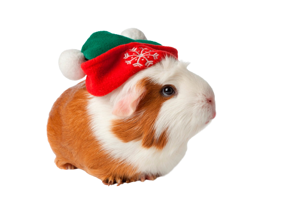 
Cute guinea pig