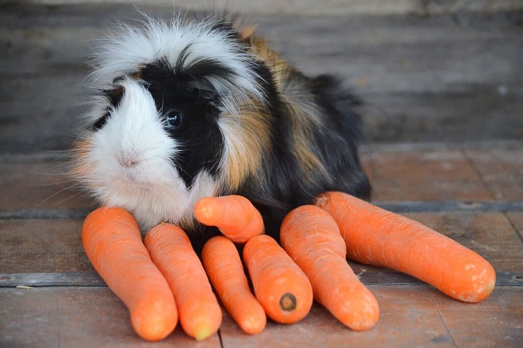 Guinea pig and food - carrots