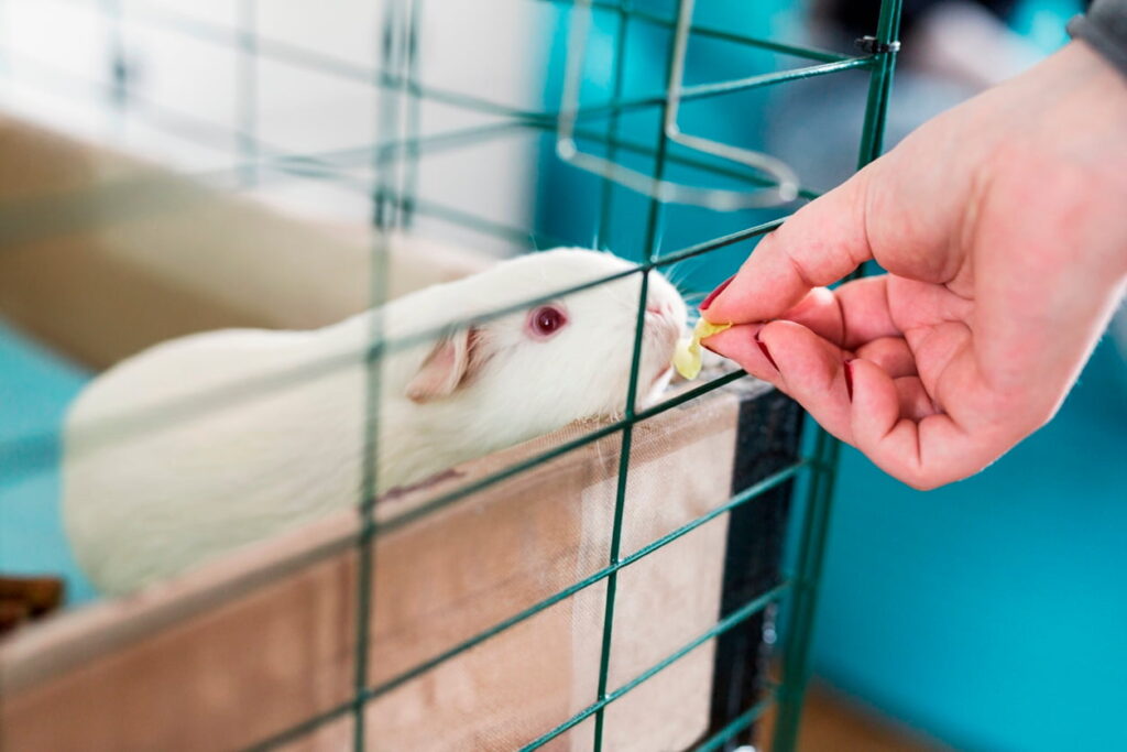 The guinea pig is fed in a cage