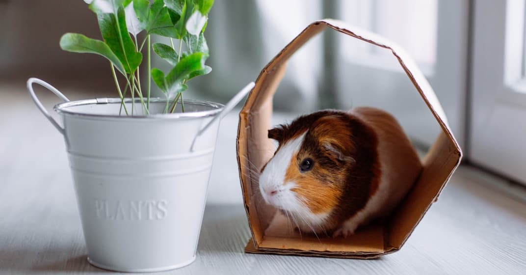 How to take care of a guinea pig